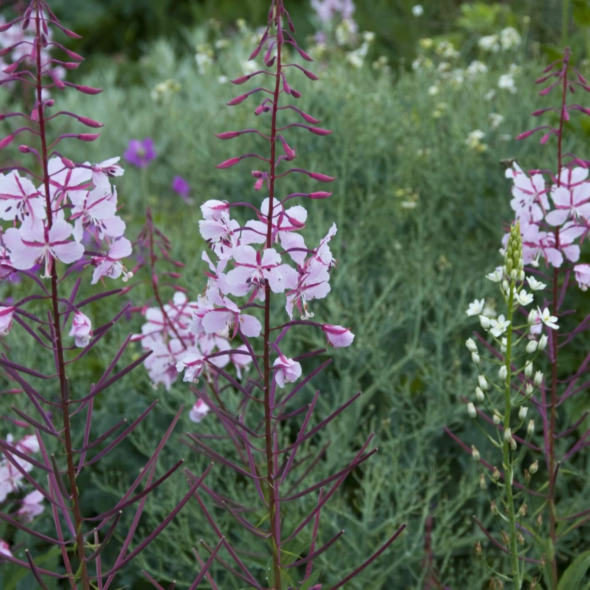 Hohes Weidenröschen 'Stahlrose' (Epilobium angustifolium 'Stahlrose')