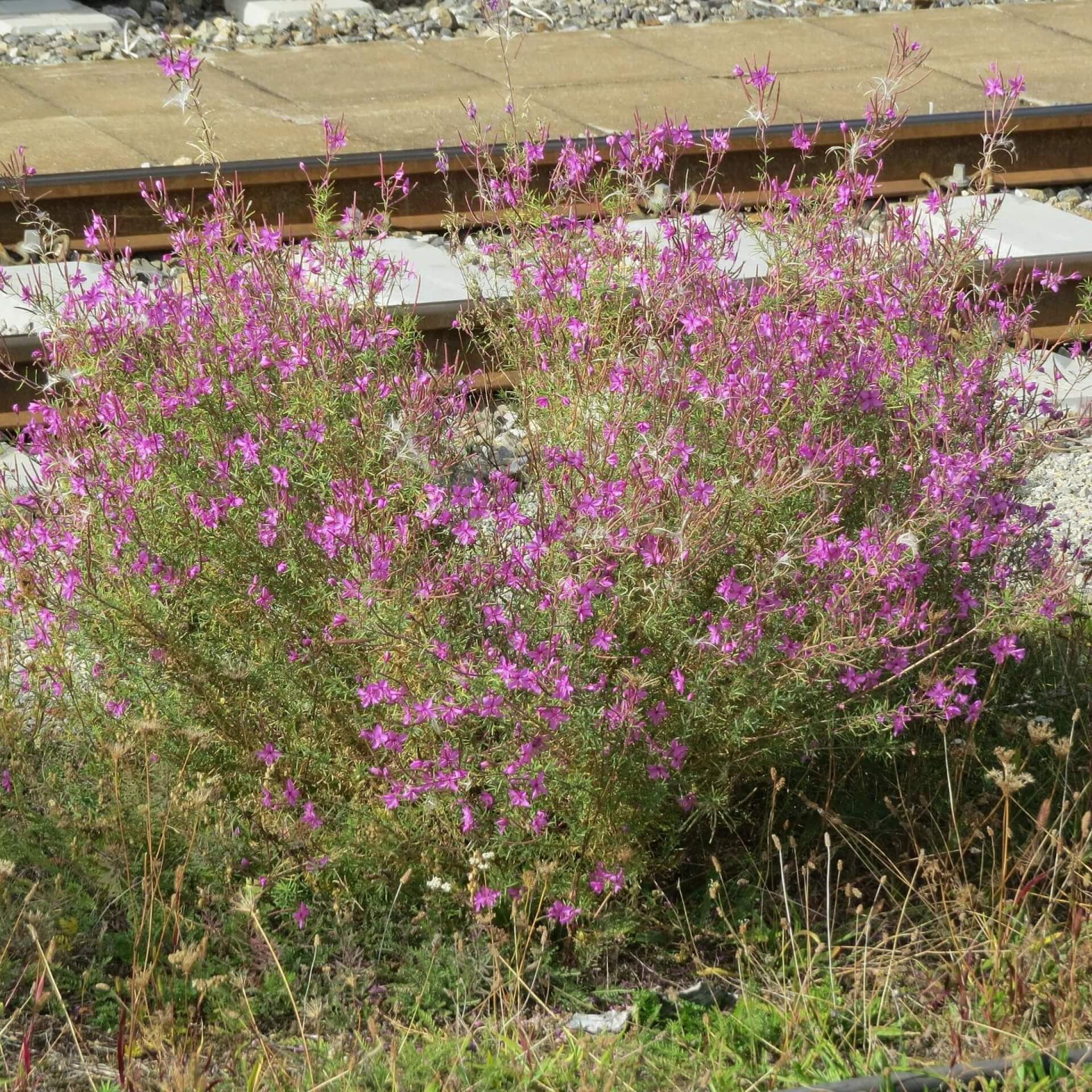 Rosmarin-Weidenröschen (Epilobium dodonaei)