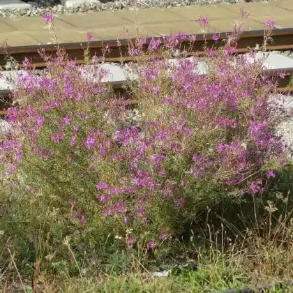 Foto von Rosmarin-Weidenröschen (Epilobium dodonaei)