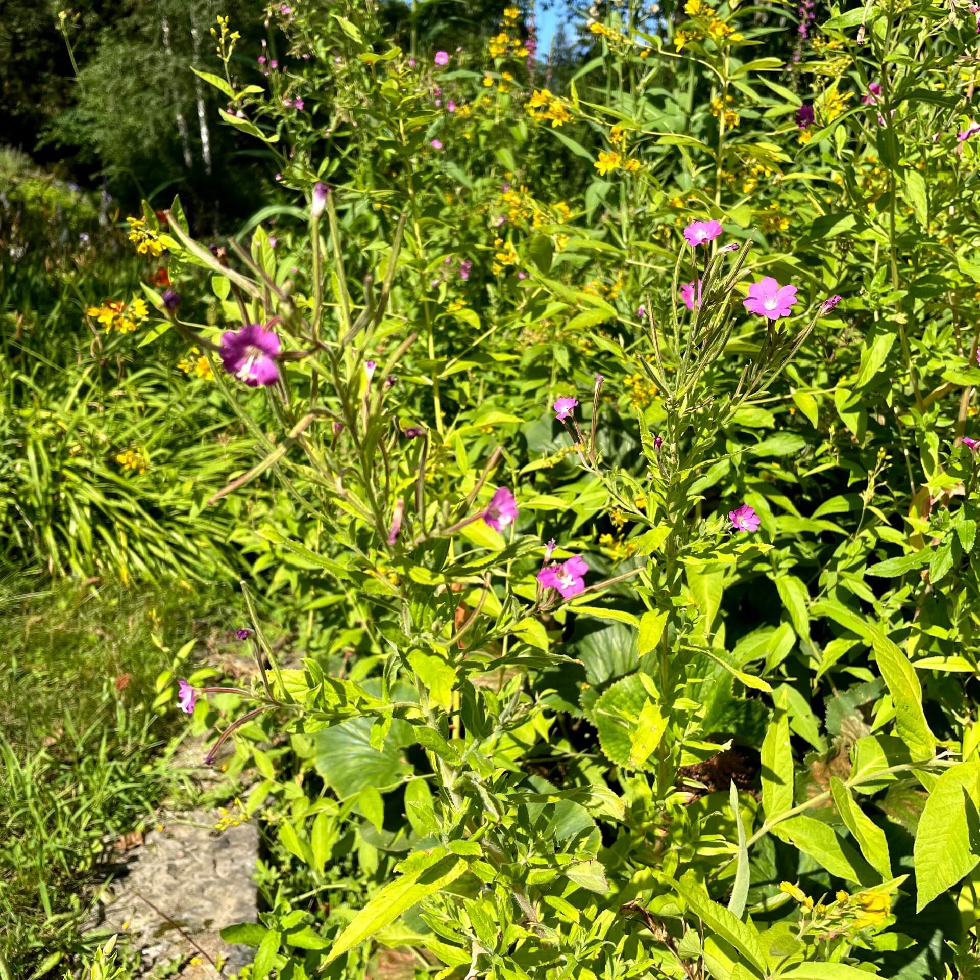 Behaartes Weidenröschen (Epilobium hirsutum)