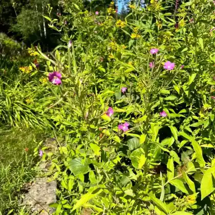 Foto von Behaartes Weidenröschen (Epilobium hirsutum)