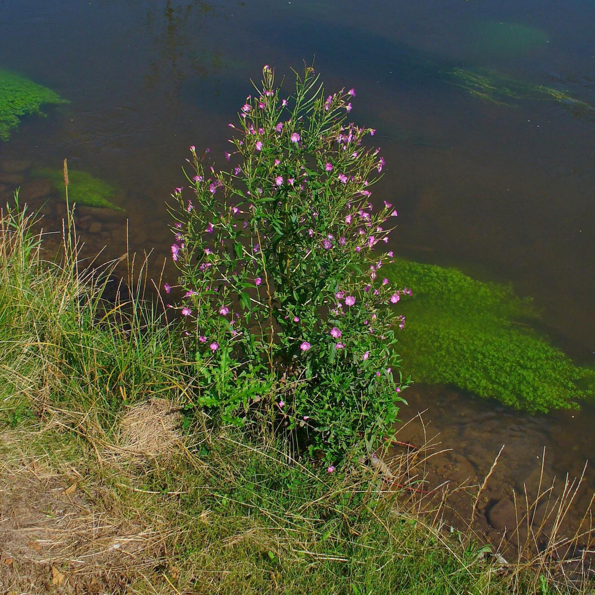 Berg-Weidenröschen (Epilobium montanum)