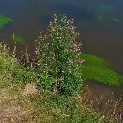Foto von Berg-Weidenröschen (Epilobium montanum)