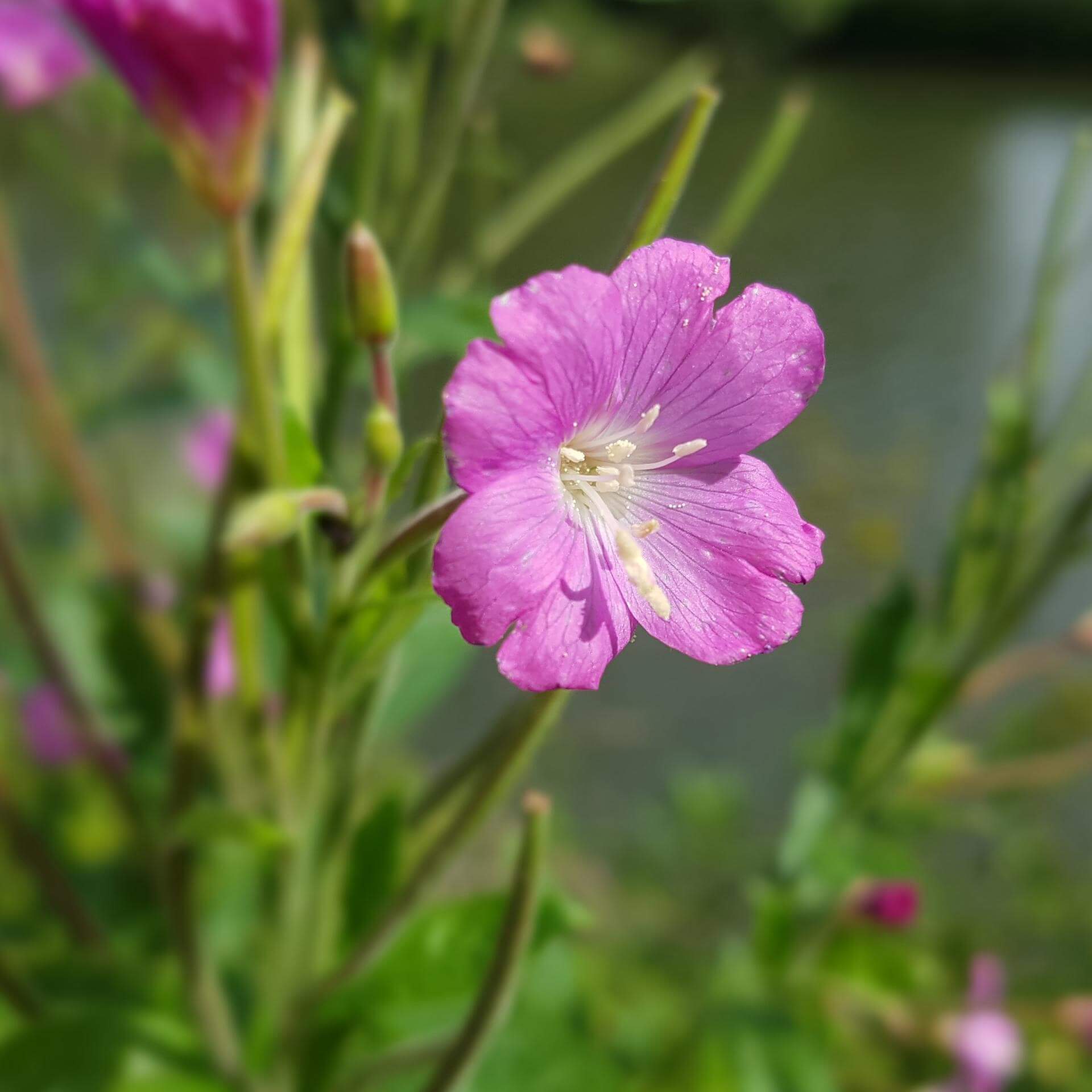 Kleinblütiges Weidenröschen (Epilobium parviflorum)