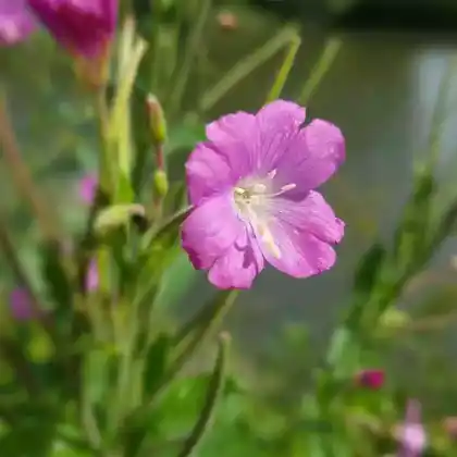 Foto von Kleinblütiges Weidenröschen (Epilobium parviflorum)