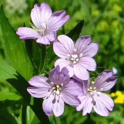 Foto von Rosenrotes Weidenröschen (Epilobium roseum)