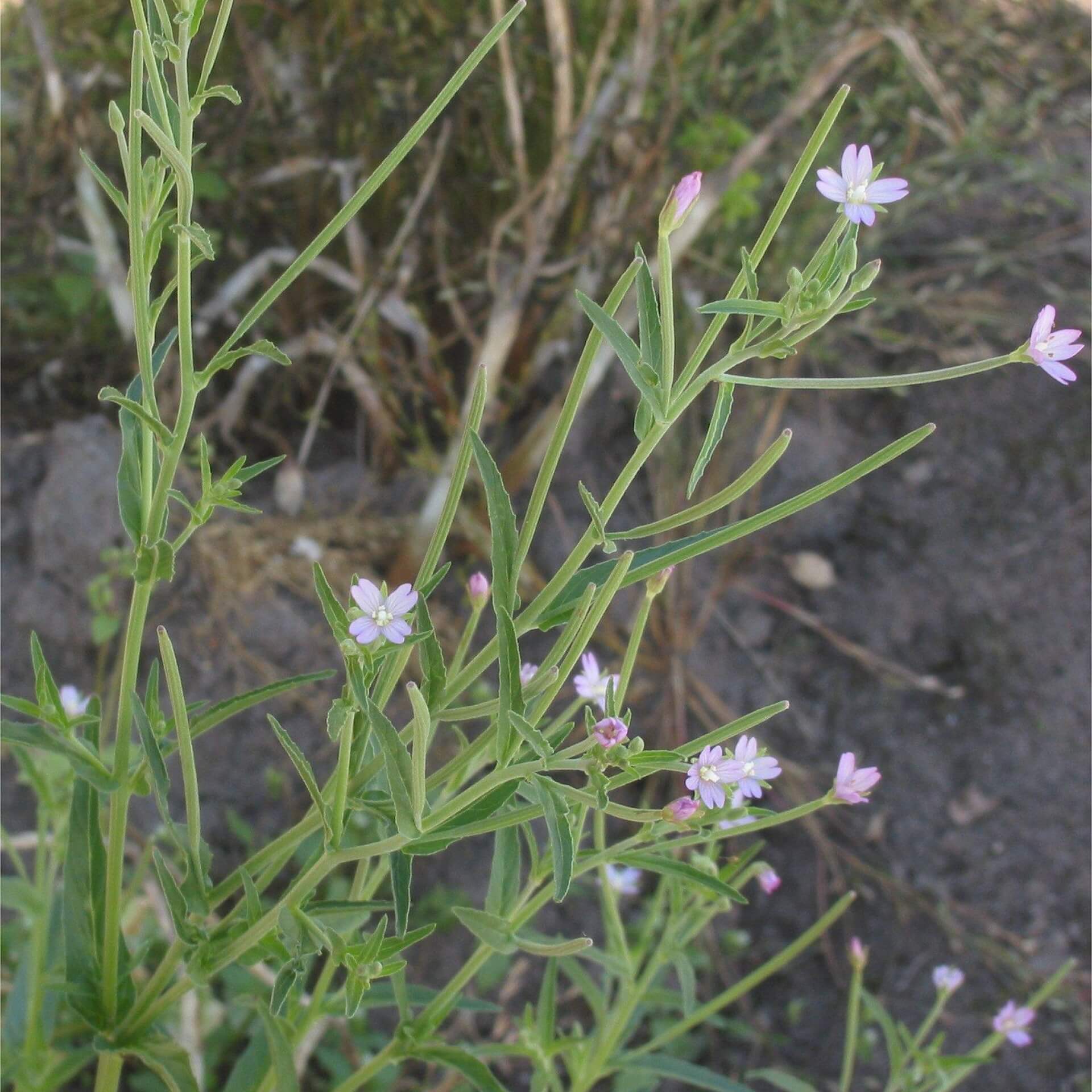 Vierkantiges Weidenröschen (Epilobium tetragonum)