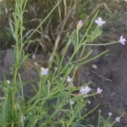 Foto von Vierkantiges Weidenröschen (Epilobium tetragonum)