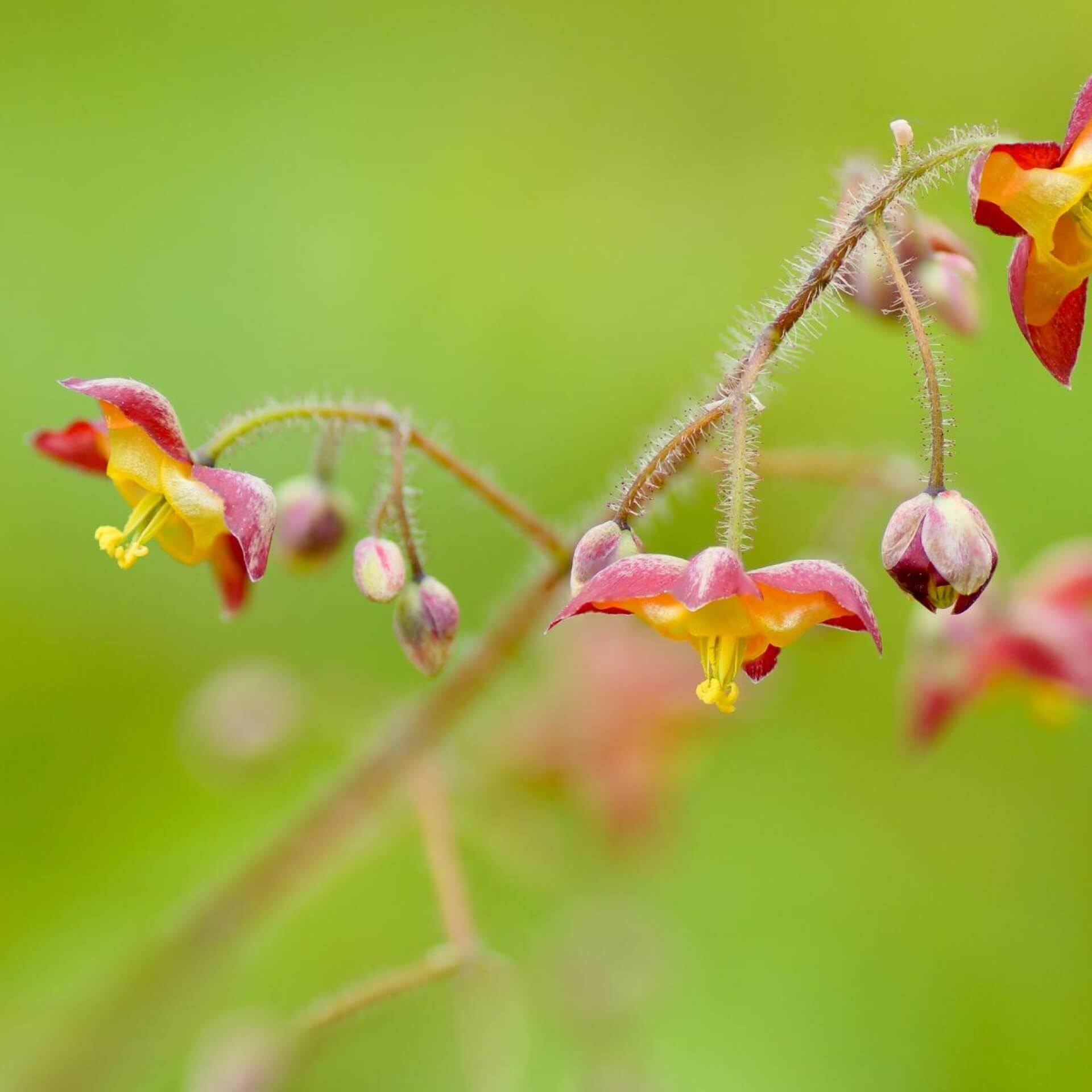 Alpen-Sockenblume (Epimedium alpinum)