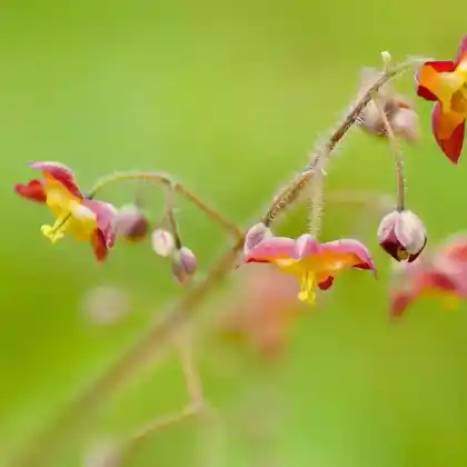 Foto von Alpen-Sockenblume (Epimedium alpinum)