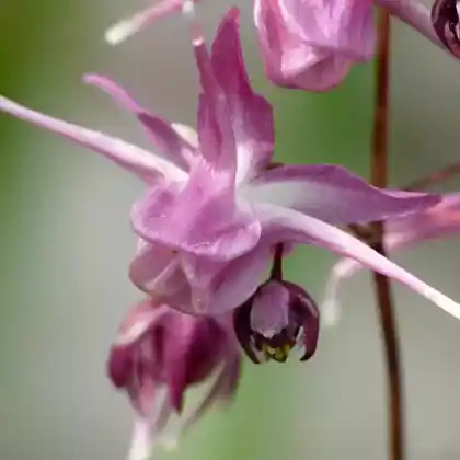 Foto von Großblumige Elfenblume 'Lilafee' (Epimedium grandiflorum 'Lilafee')