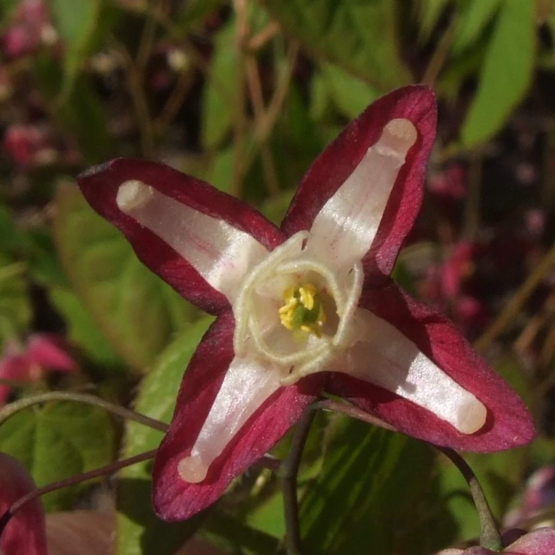 Großblütige Elfenblume 'Rose Queen' (Epimedium grandiflorum 'Rose Queen')