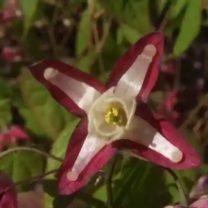 Foto von Großblütige Elfenblume 'Rose Queen' (Epimedium grandiflorum 'Rose Queen')