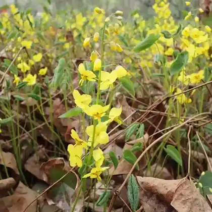 Foto von Schwarzmeer-Elfenblume (Epimedium pinnatum subsp. colchicum)