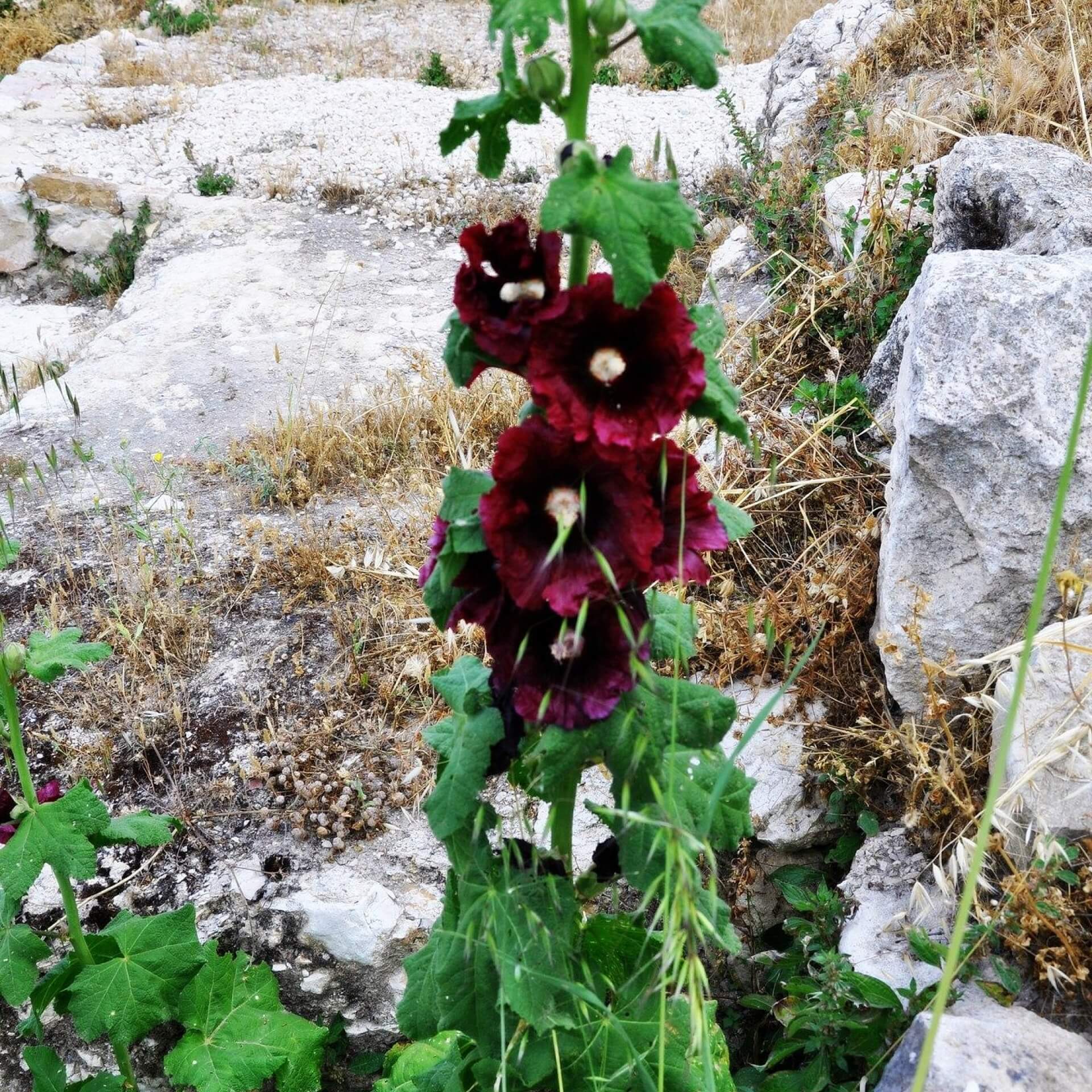 Schwarze Stockrose (Alcea rosea var. nigra)