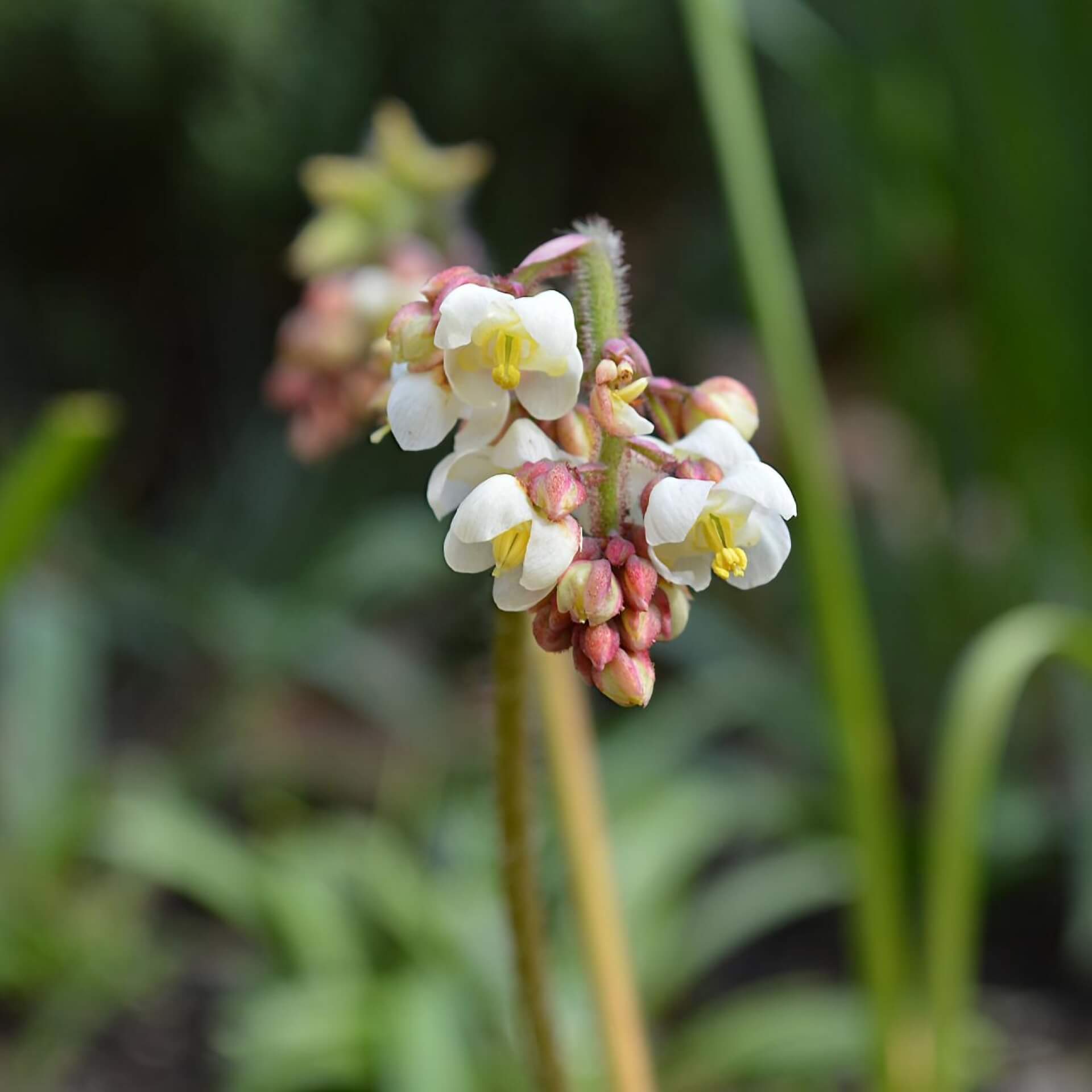 Flaumige Elfenblume (Epimedium pubigerum)