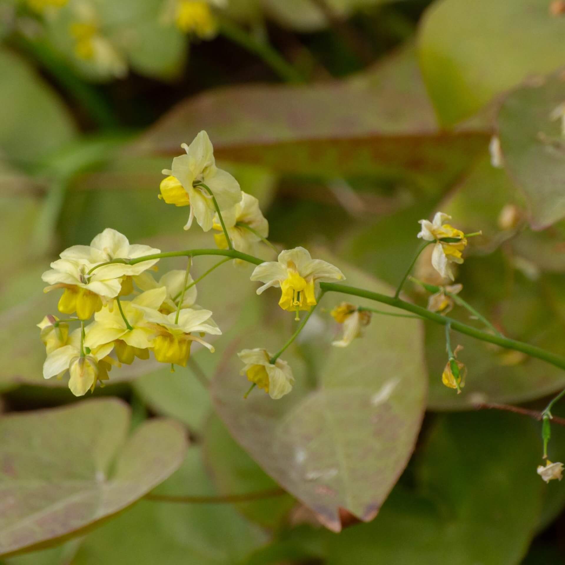 Frohnleiten Elfenblume 'Frohnleiten' (Epimedium x perralchicum 'Frohnleiten')