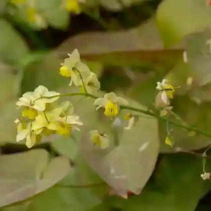 Foto von Frohnleiten Elfenblume 'Frohnleiten' (Epimedium x perralchicum 'Frohnleiten')