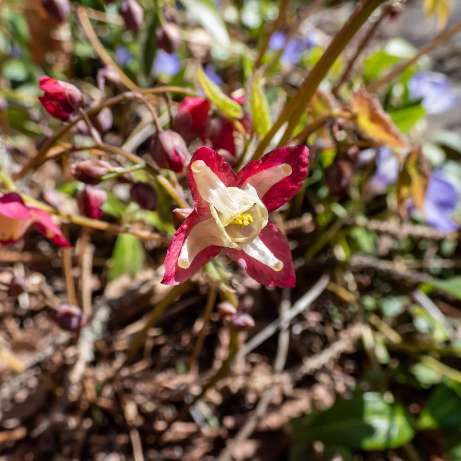 Rote Elfenblume (Epimedium x rubrum)