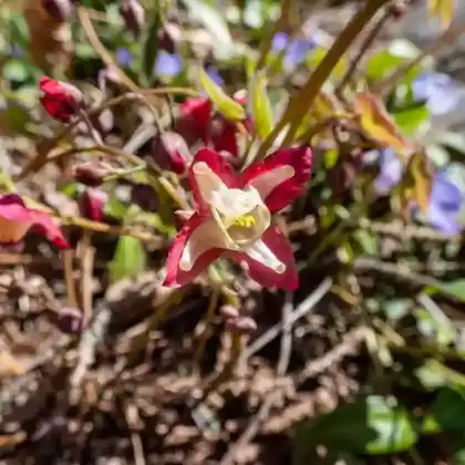 Foto von Rote Elfenblume (Epimedium x rubrum)