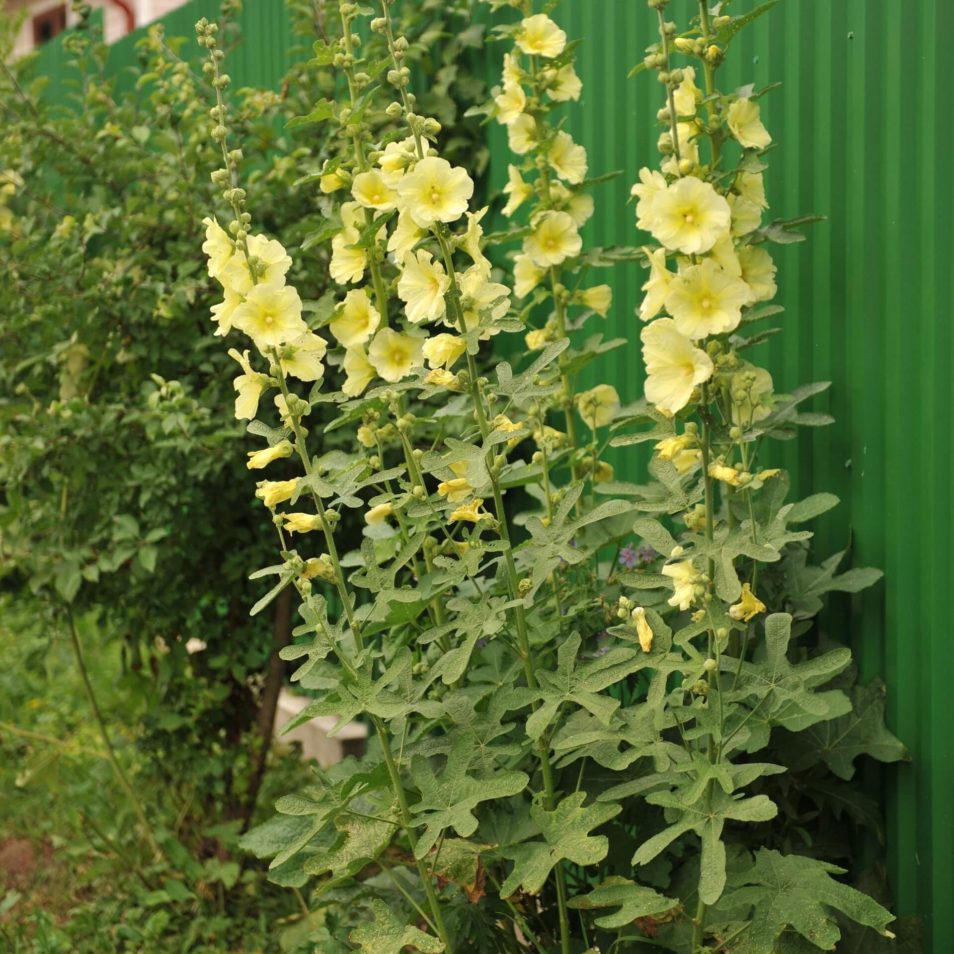 Gelbe Stockrose (Alcea rugosa)