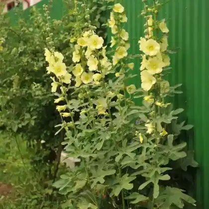 Foto von Gelbe Stockrose (Alcea rugosa)