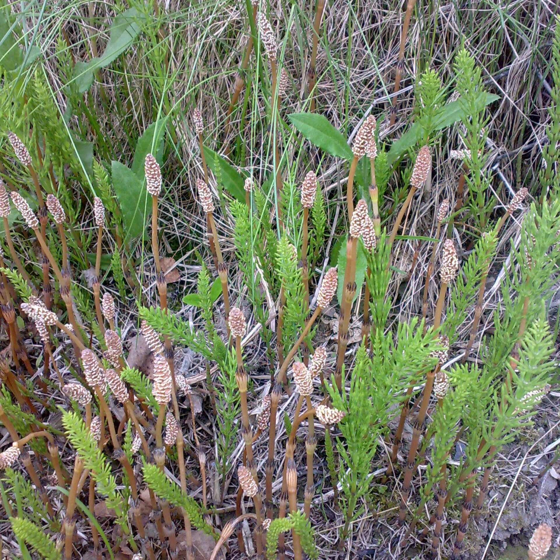 Acker-Schachtelhalm (Equisetum arvense)