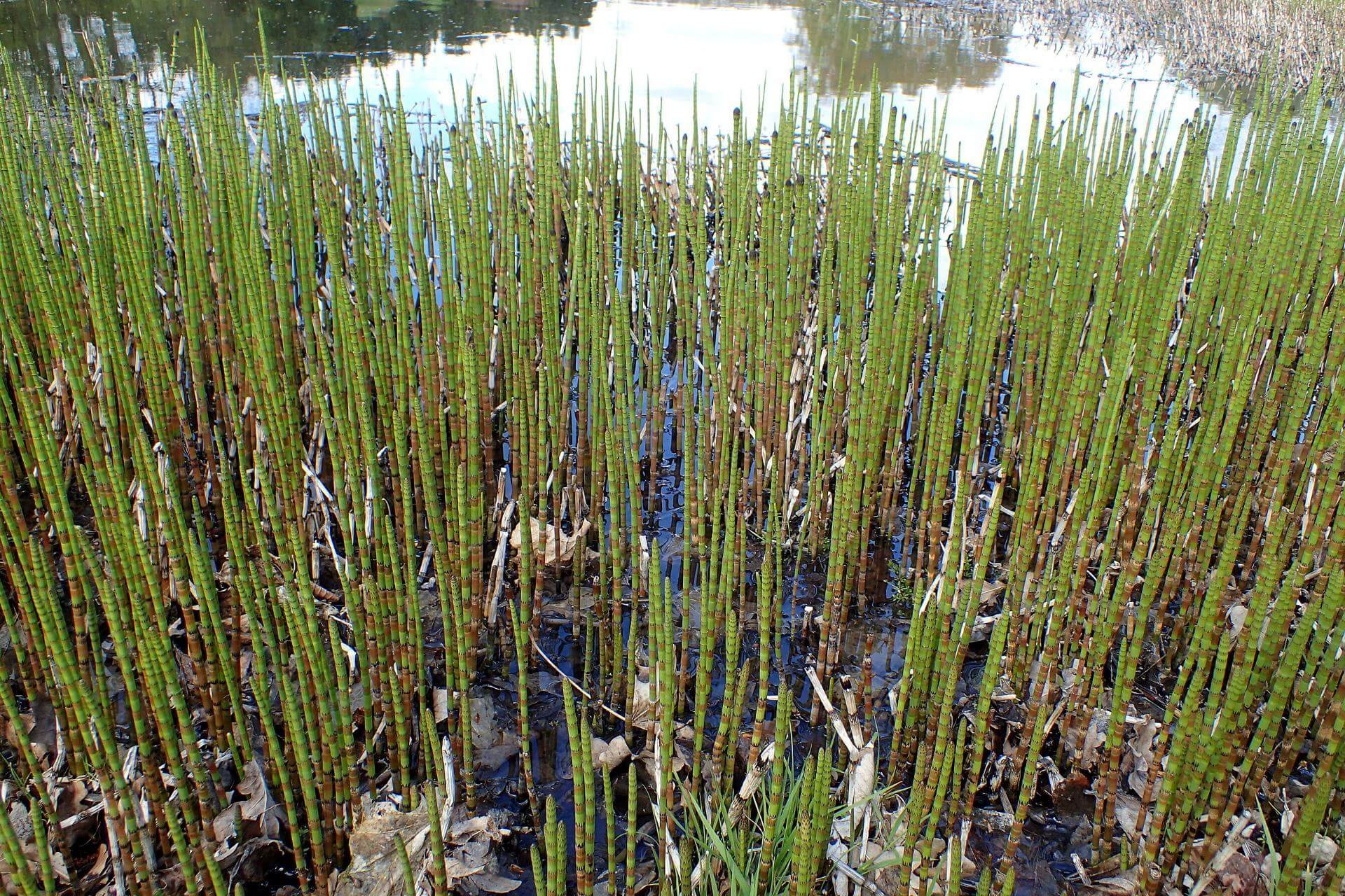 TeichSchachtelhalm / Equisetum fluviatile