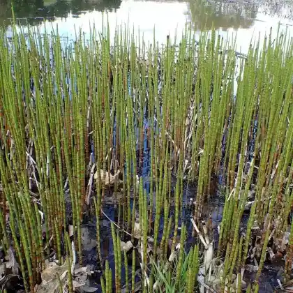 Foto von Teich-Schachtelhalm (Equisetum fluviatile)