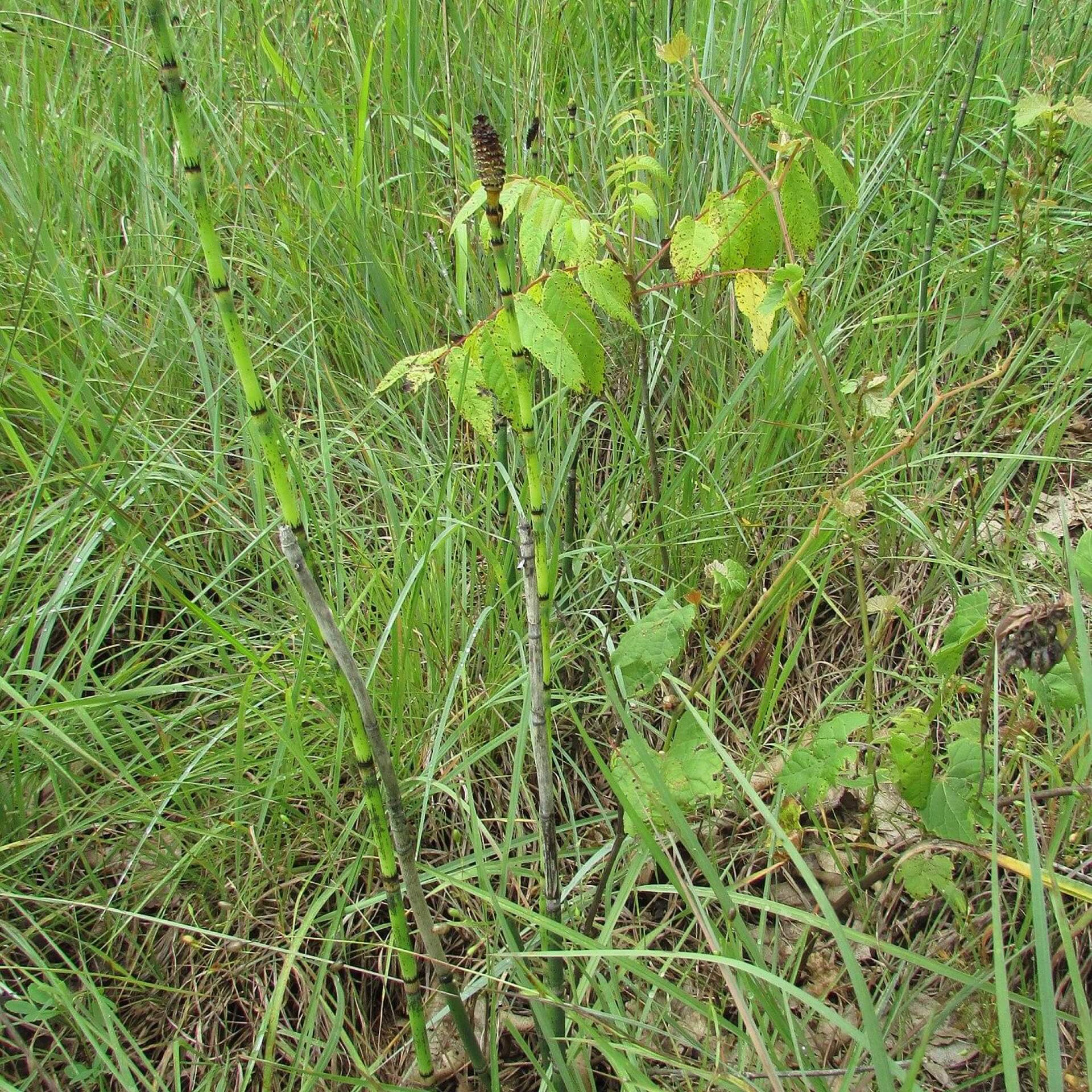 Winter-Schachtelhalm (Equisetum hyemale)