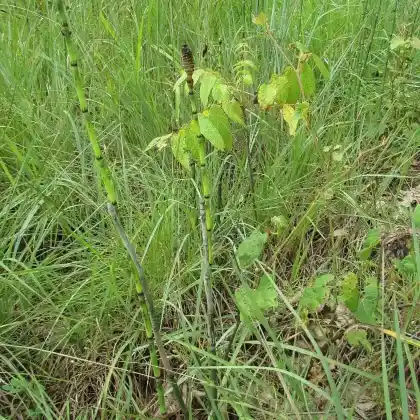 Foto von Winter-Schachtelhalm (Equisetum hyemale)