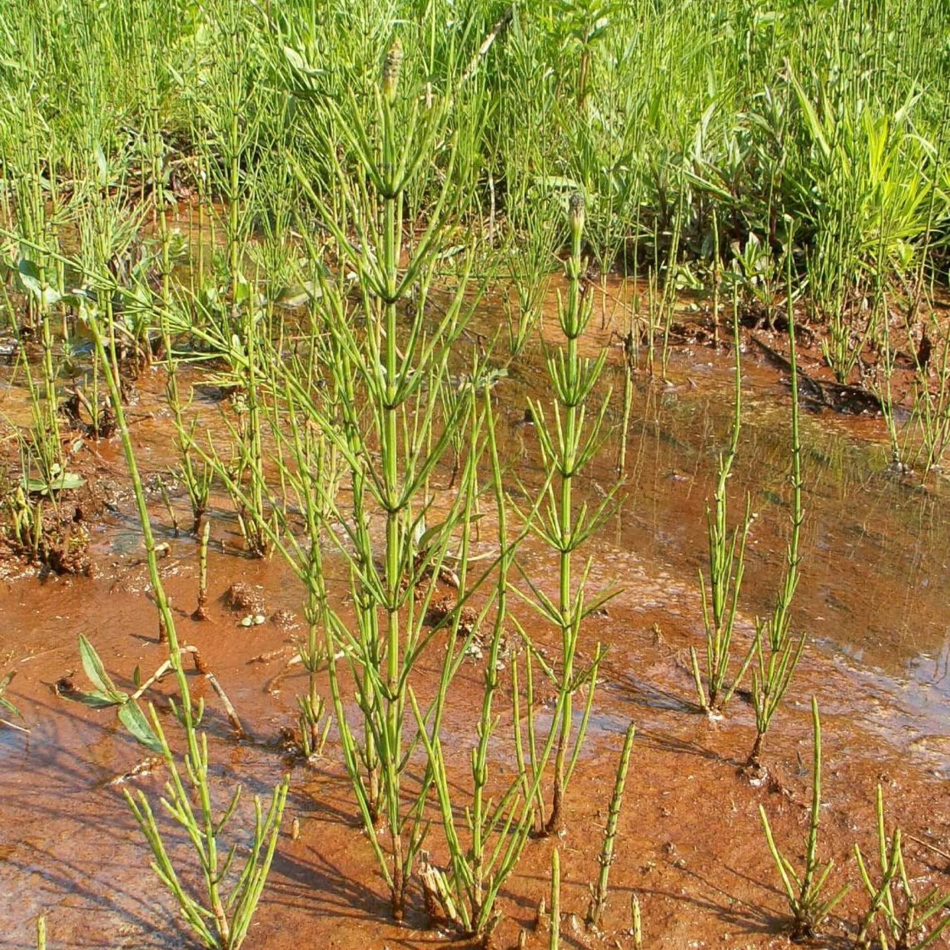 Sumpf-Schachtelhalm (Equisetum palustre)