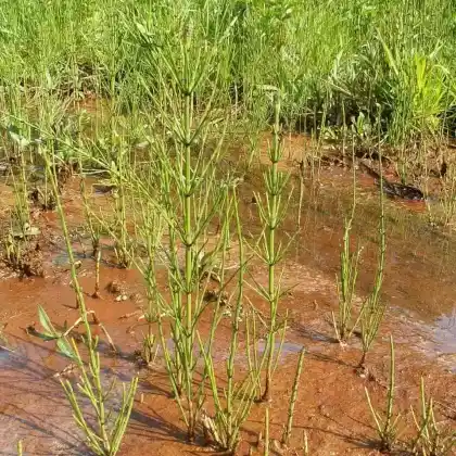 Foto von Sumpf-Schachtelhalm (Equisetum palustre)