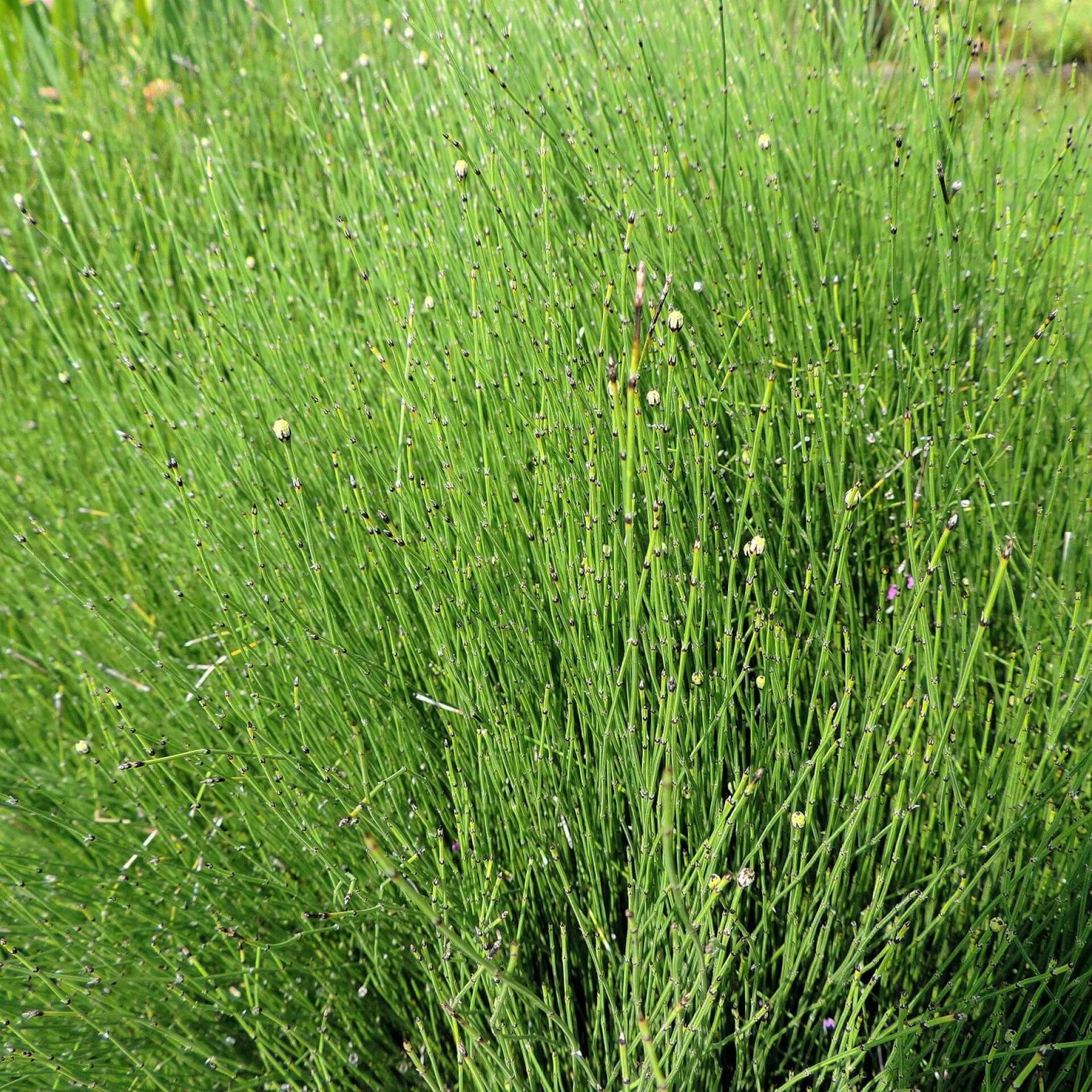 Binsenförmiger Schachtelhalm (Equisetum scirpoides)