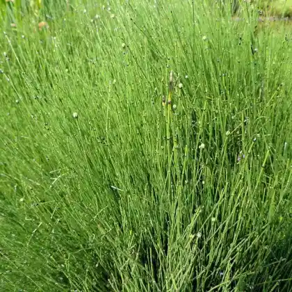 Foto von Binsenförmiger Schachtelhalm (Equisetum scirpoides)