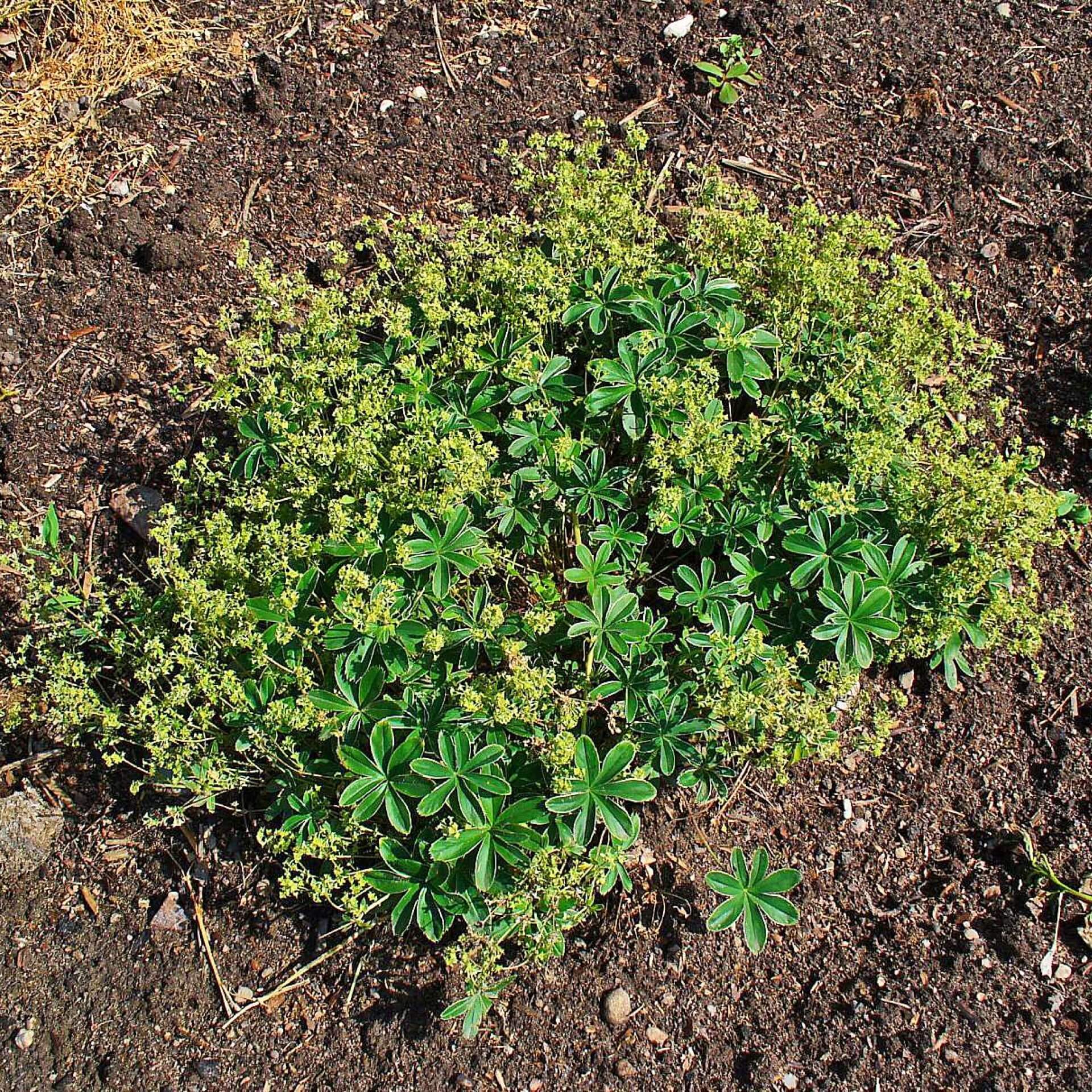 Alpen-Frauenmantel (Alchemilla alpina)