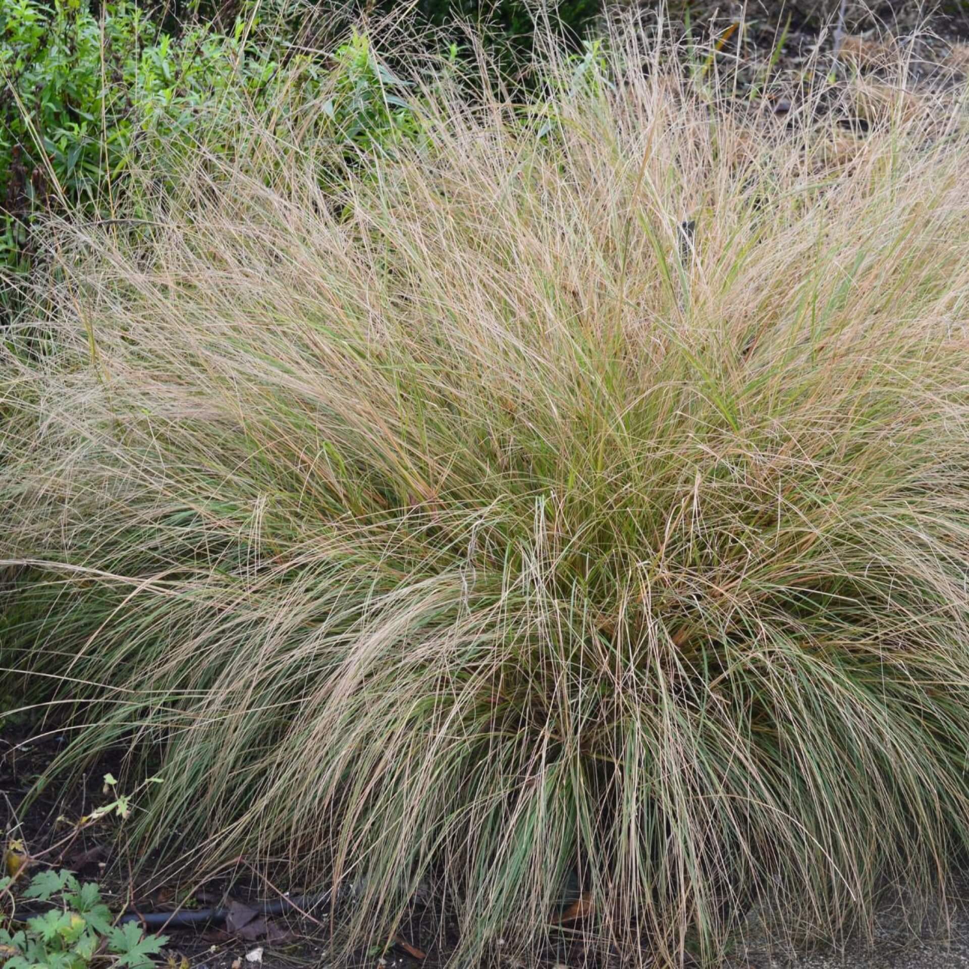 Schwachgekrümmtes Liebesgras (Eragrostis curvula)