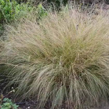 Foto von Schwachgekrümmtes Liebesgras (Eragrostis curvula)