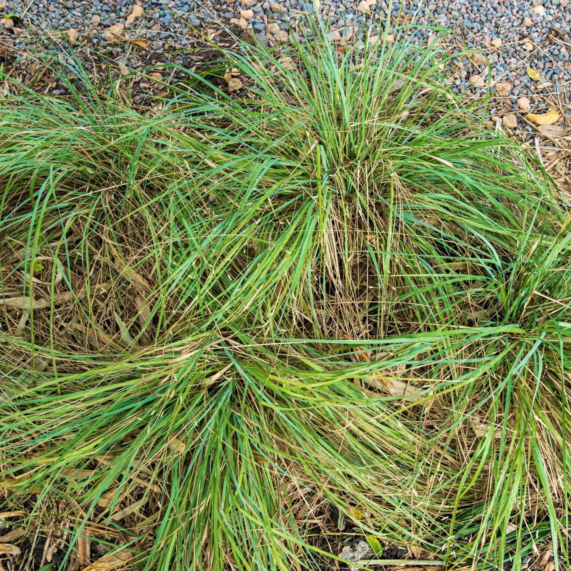 Elliotts Liebesgras (Eragrostis elliottii)