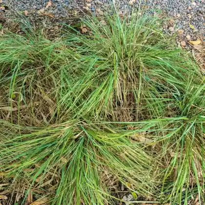 Foto von Elliotts Liebesgras (Eragrostis elliottii)