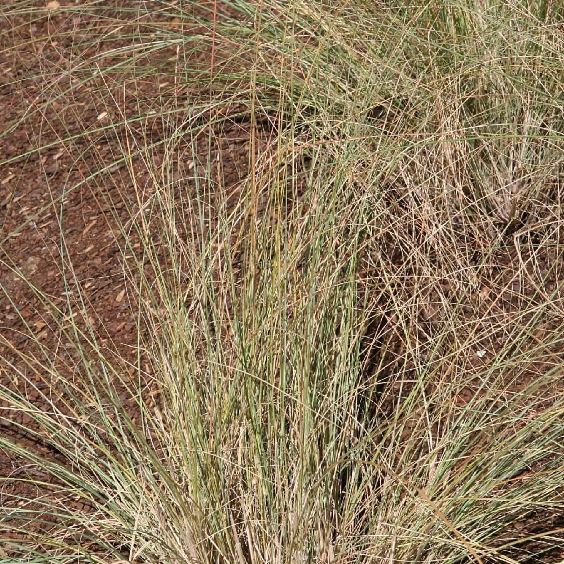 Blaues Liebesgras 'Wind Dancer' (Eragrostis elliottii 'Wind Dancer')