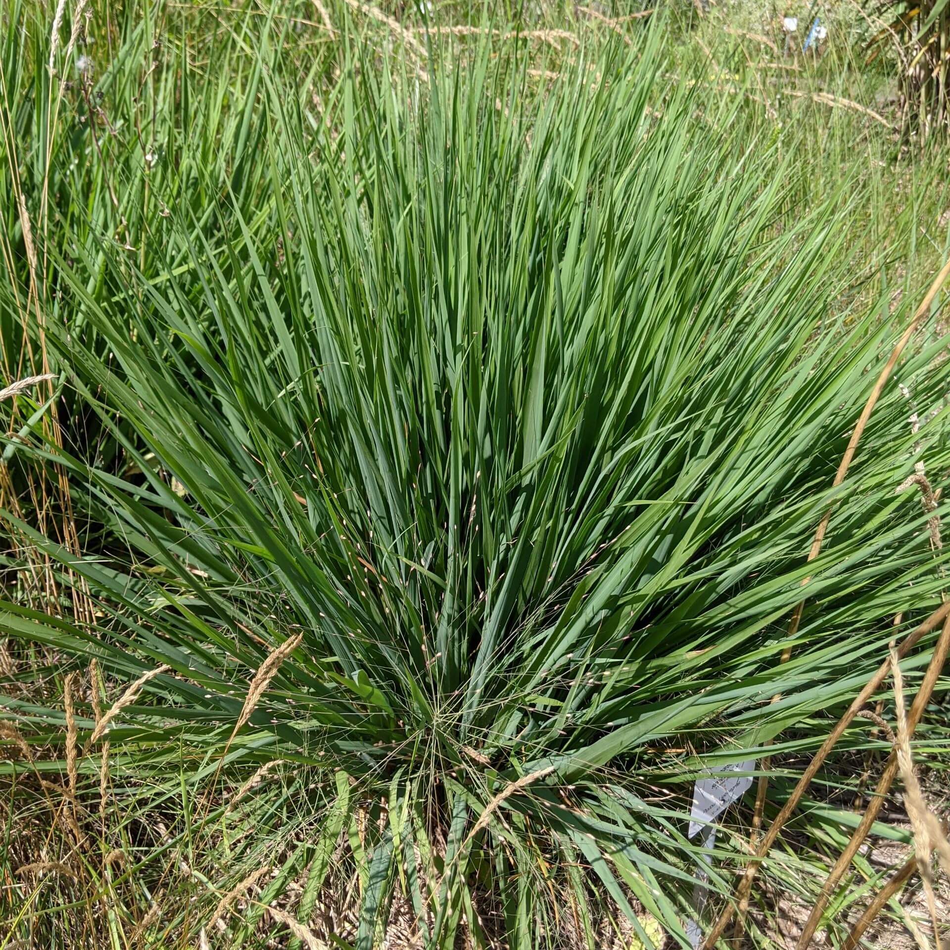 Purpur-Liebesgras (Eragrostis spectabilis)