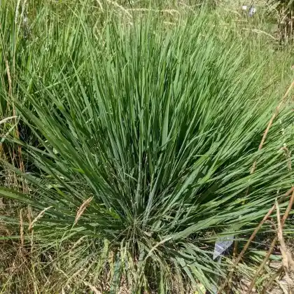 Foto von Purpur-Liebesgras (Eragrostis spectabilis)