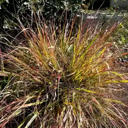 Foto von Purpur-Liebesgras 'Purpurflirren' (Eragrostis spectabilis 'Purpurflirren')