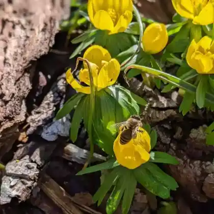 Foto von Winterling (Eranthis hyemalis)