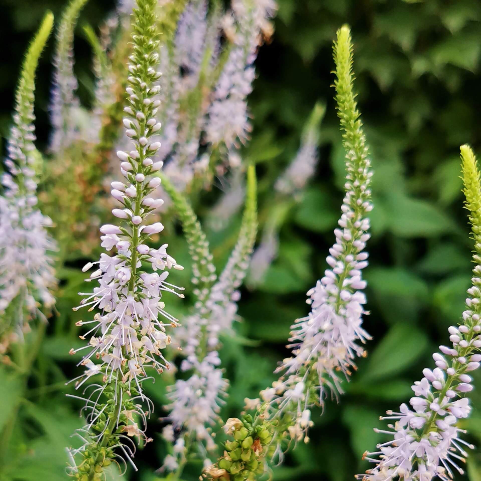 Himalaja-Steppenkerze (Eremurus himalaicus)