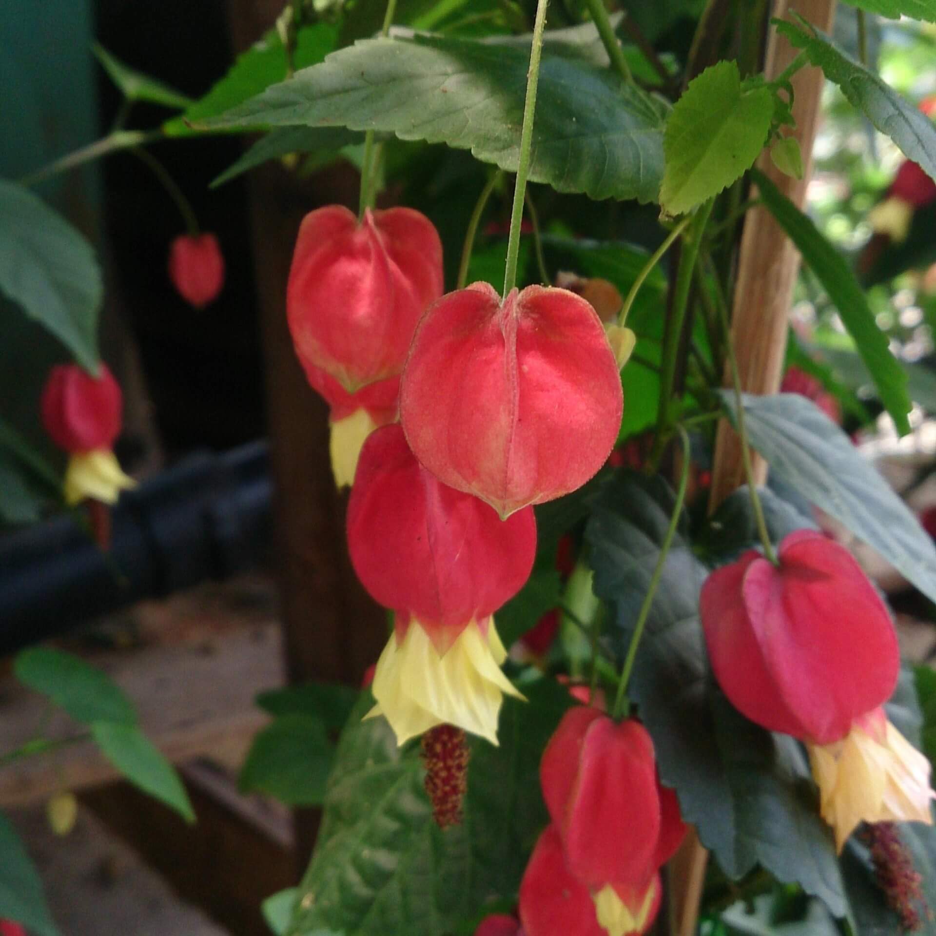 Schönmalve (Abutilon megapotamicum)