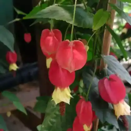 Foto von Schönmalve (Abutilon megapotamicum)
