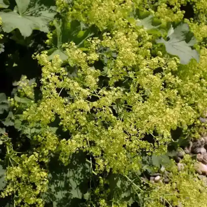 Foto von Kahler Frauenmantel (Alchemilla epipsila)