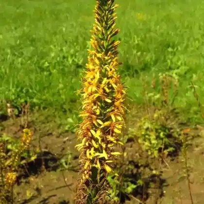 Foto von Riesen-Steppenkerze (Eremurus robustus)